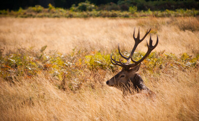 resting in Richmond Park London.