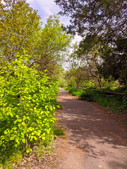 Fototapeta na wymiar Botanical garden in springtime, beauty in nature.
