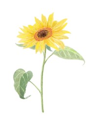 Obraz premium Sunflower illustration-soft touch