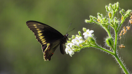 Fototapeta premium Black and yellow butterfly of swallowtail, on white flowers in the caatiga biome