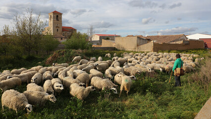 Ovejas en Pedraza de Campos, Palencia, España