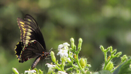 Fototapeta na wymiar Black and yellow butterfly of swallowtail, on white flowers in the caatiga biome