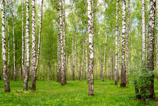 Green birch grove summer forest nature landscape