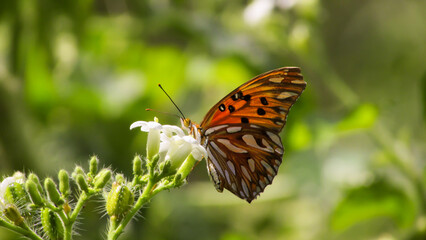 Fototapeta na wymiar yellow butterfly feeds from nectar to spring over tropical climate