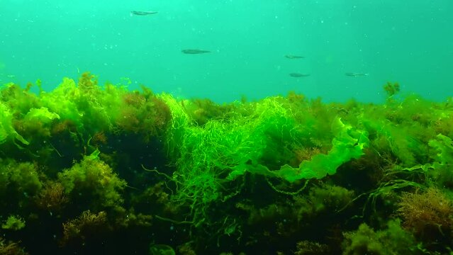 Underwater landscape, green and red algae move in the water column on a stone in the Black Sea
