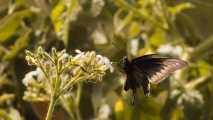 Black and yellow butterfly of swallowtail, on white flowers in the caatiga biome