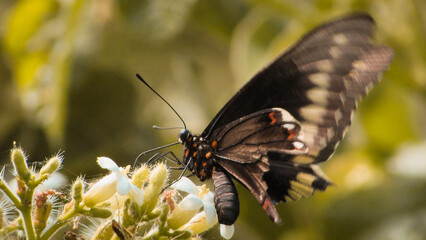 Black and yellow butterfly of swallowtail, on white flowers in the caatiga biome