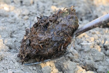 Organic garden fertilisation. Close up of pile of dung on the garden fork.  Composted manure, traditional rural scene.
