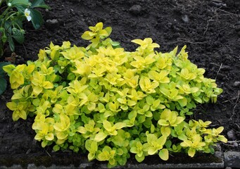 Culinary herb of yellow oregano, lat. Origanum vulgare. Fresh oregano growing in the herb garden, blooming strawberries at the back.