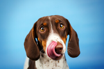 dog dachshund paybold cute puppy funny pet photoshoot on blue background