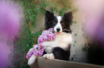 border collie dog cute photo lovely spring pet portrait