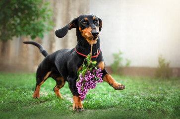 dachshund dog cute photo lovely spring pet portrait