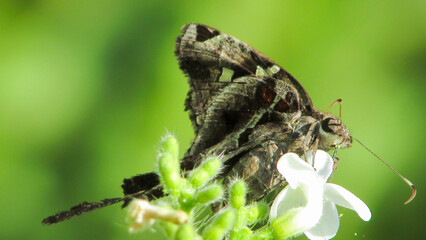 beautiful capitae long-tailed butterfly, we see a beautiful specimen on the white flowers
