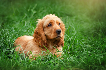 dog english cocker spaniel funny playful puppies spring photo lovely portrait
