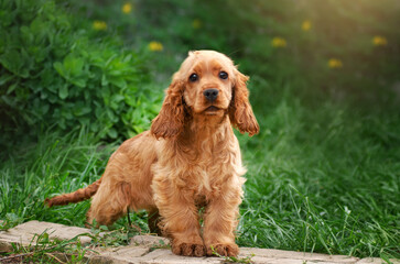 dog english cocker spaniel funny playful puppies spring photo lovely portrait