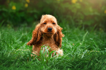 dog english cocker spaniel funny playful puppies spring photo lovely portrait