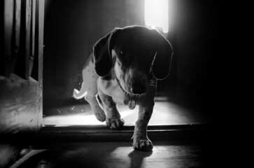 dog dachshund peibold lovely portrait on black background