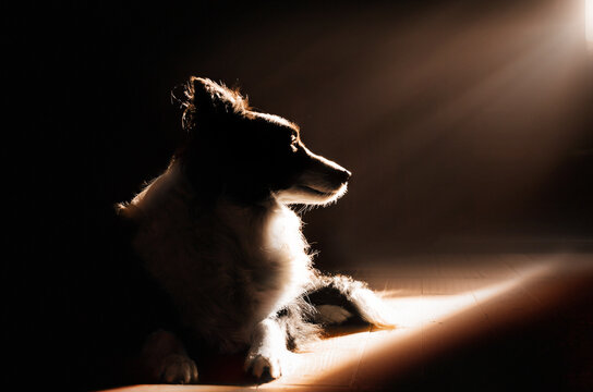 border collie dog cute sunny portrait at home cozy pet photo