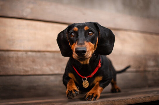 dachshund dog lovely portrait on wooden background
