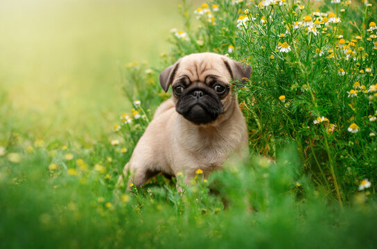 pug puppies cute pet photo lovely dog ​​portrait walk in the meadow