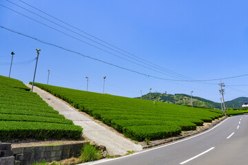 静岡県掛川市東山の茶畑