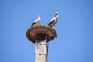 Störche im bekannten Ort Rust am Neusiedler See im Burgenland, Österreich