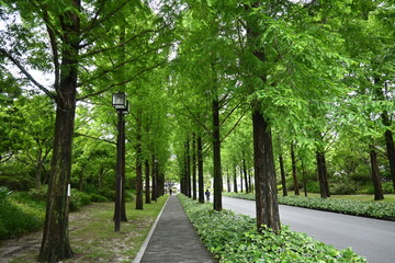 新緑の京都市春日通りの並木道が清々しい