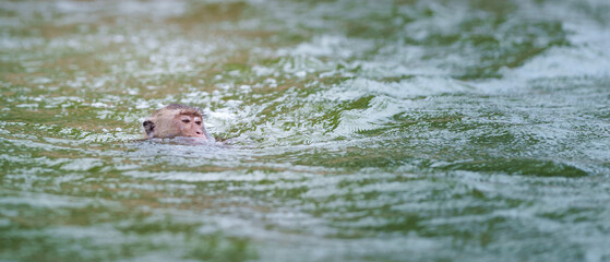 One monkey or Macaca was having enjoy swimming alone on the river, showing only his head and looking at Monkey Island, Kaeng Krachan National Park, Phetchaburi, Thailand. Leave space for text input.