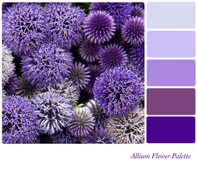 Allium flowers in a colour palette with complimentary colour swatches