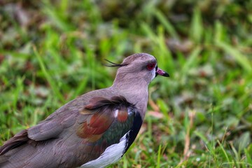 Photograph of a beautiful Southern lapwing, found in Lago da Fonte in Imbé in Rio Grande do Sul, Brazil.