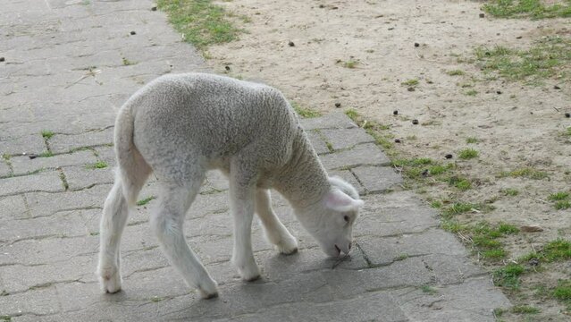 Little white lamb eats something from the floor in a sheep farm