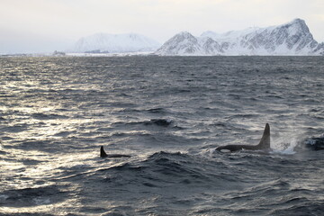 Orcas and sunset in Norway