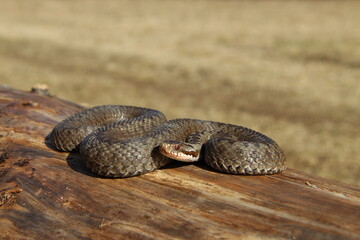 Viper snake in the grass