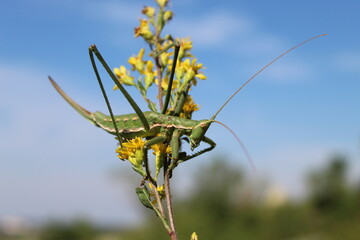 One of the biggest grasshoppers in Europe sitting on a flower. 