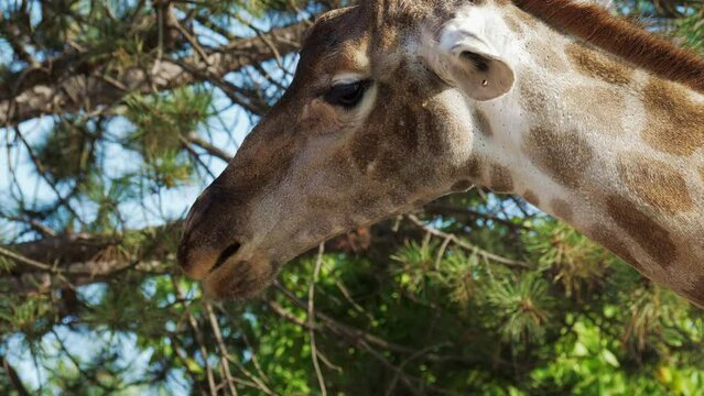 Giraffe eats plant food in Africa. Tall animal chewing grass. Close up. Head, muzzle, long neck of mammal with spotted pattern coat moving jaws, leans down in zoo, wildlife sanctuary