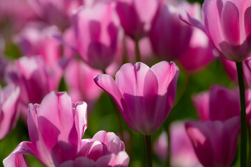 Obraz na płótnie Canvas Bed of pink magenta tulips backlit by bright springtime sun in May. Translucent colorful petals shining in sunlight in a public garden in Essen-Kettwig Germany. Close up with selective focus.