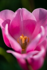 Pink magenta tulip backlit by bright springtime sun in May. Translucent intensive colorful petals shining in sunlight in a public garden in Germany. Macro close up with yellow ovary and stamens.