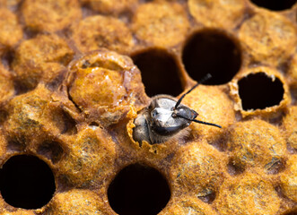 Worker honey bee emerging from capped brood frame
