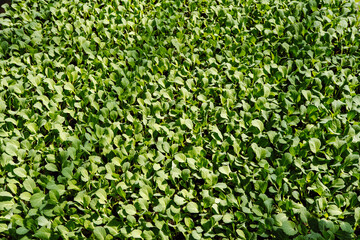 Seedlings of cabbage, frozen leaves. Green leaf texture. Leaf texture background. Selective focus.
