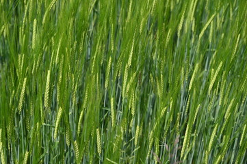 Fototapeta na wymiar Green barley swaying in the wind, close up. Green Ripening ears of barley growing on the field. 