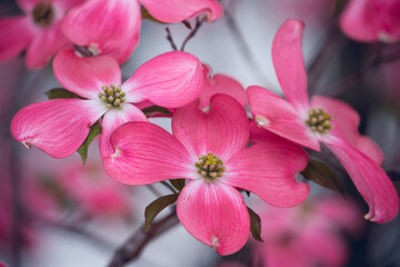 Beautiful large pink flowers on the tree. Spring flowering.