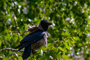 A big, beautiful raven posing for the camera in a city park on a warm, sunny day in May! Shot with...