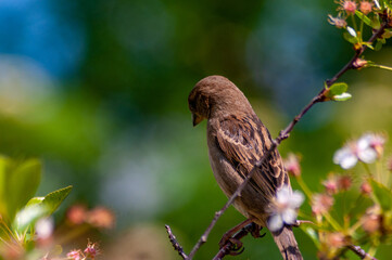 A sparrow in Samarskaya Luka National Park!