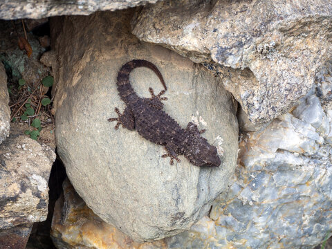 Tarente de Maur&eacute;tanie, commun&eacute;ment appel&eacute; gecko, sur un rocher en plein soleil, Lan&ccedil;a, Catalogne, Costa Brava, Espagne