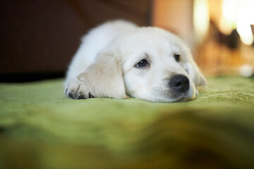 golden retriever puppy. Cute puppy of golden retriever lies resting 