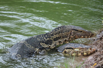 Water monitor lizard in Lumpini Park