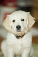 golden retriever puppy. Cute golden retriever puppy. 