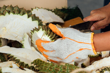 Man in gloves is peeling durian for sale . Durian fruit is popular in Asia.