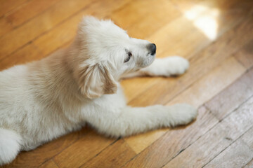 golden retriever puppy. Cute puppy of golden retriever lies resting 