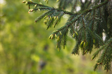 Spruce tree, fir. Branch with fresh light green spruce buds in spring time. Nature photography in...